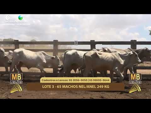 518 LEILO VIRTUAL MB LEILES