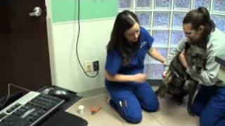 Nail Trims for Dogs - Animal Medical Hospital, Charlotte