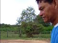 Búfalo na Ilha de Marajó Búfalo na Ilha de Marajó