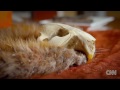 Anthony Bourdain tries this for the very first time