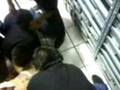 videos de POSTRE LUIS