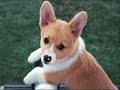 犬のしつけがよくわかる動画