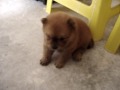 chow chow