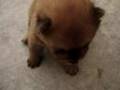 chow chow