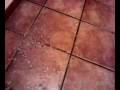videos de potada de aran