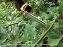 Gardening Tips | Tools Gardening Tips | Tools