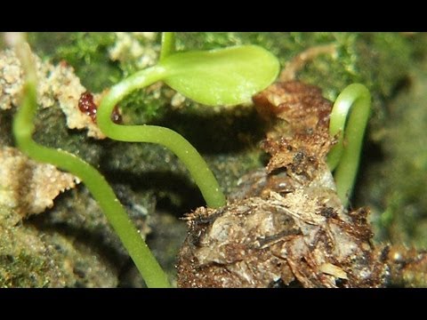 how to replant a plant into a bigger pot