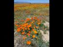 BWHS Antelope Valley California Poppy Reserve BWHS Antelope Valley California Poppy Reserve