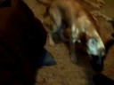 My dog despises Yoda My dog despises Yoda