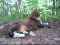 A Wallow and a Walk