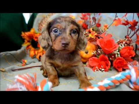 Bailey AKC Chocolate Dapple Male LH Miniature Dachshund Puppy for sale