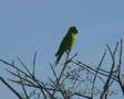 Peach-fronted Parakeet