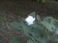 Datura