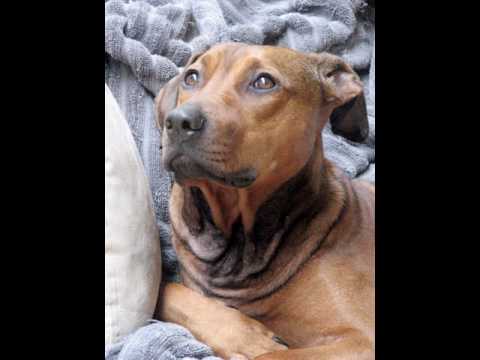 Pitbullpuppies Youtube on Dog Models  Rottweiler Marlow   Pit Bull X Doberman Pincher Mariah