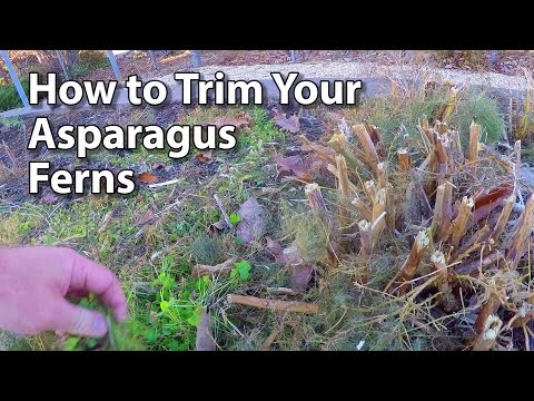 how to fertilize autumn ferns