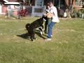 Zeus at training