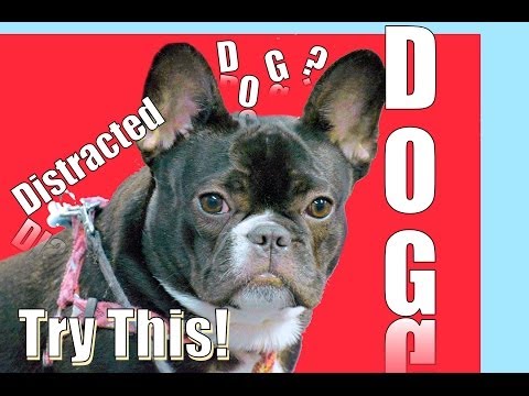 how to train hyper dog