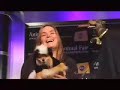 Animal Fair\