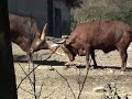 das video zeigt zwei watussi rinder beim kampf.
die aufnahmen wurden im zoo duisburg gemacht.
http://www.zoo-duisburg.de/