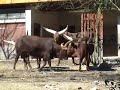 das video zeigt zwei watussi rinder beim kampf.
die aufnahmen wurden im zoo duisburg gemacht.
http://www.zoo-duisburg.de/