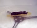 controversy put to rest! watch what happens when a slim jim is microwaved!