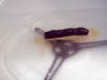 controversy put to rest! watch what happens when a slim jim is microwaved!