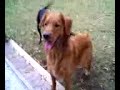 My golden retriever BREWSKY My golden retriever BREWSKY