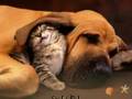 cute and the funniest puppies and kittens!