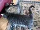 Yo Le Cats ! Manele-Gratis.net