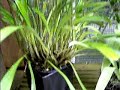 Masdevalia Orchid Care Made Easy Masdevalia Orchid Care Made Easy
