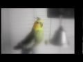 Click here to watch this video Samba For Luisa Bong Penera