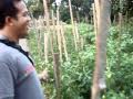 sayur