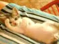 vishy miau vishy miau