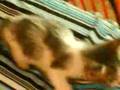 vishy miau