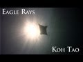 Eagle ray HD Underwater Video japanese gardens Koh Tao, Thailand.