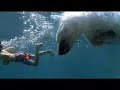 National Grid | \"Polar Bears\" National Grid | \"Polar Bears\"