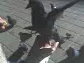 Feeding Pigeons