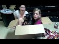 The Holiday Surprise!