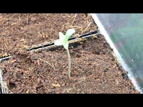 how to grow kb weed