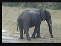NK 15th Marh Elephants x3