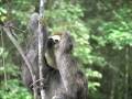 videos de sloth