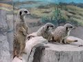 Suricata o Meerkats
