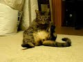 Spastic Cat