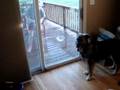 Dogbook Movie: Chasing the hose