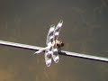 Dragonflies