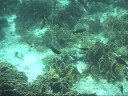 snorkeling in sharm-el-sheikh snorkeling in sharm-el-sheikh