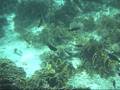 snorkeling in sharm-el-sheikh