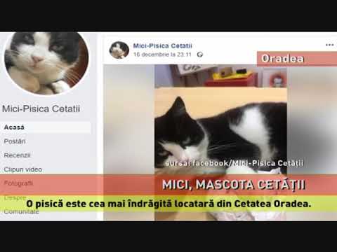 Mici, mascota Cetății Oradea