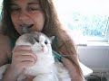 Ragdoll 3 Ragdoll 3