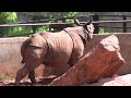 Farting Animals